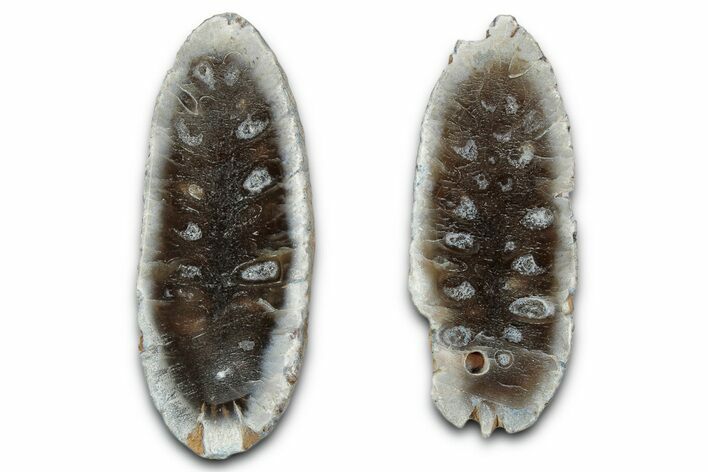 Cut & Polished Fossil Cycadophyte Cone - Boujdour, Morocco #346859